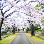 多磨霊園